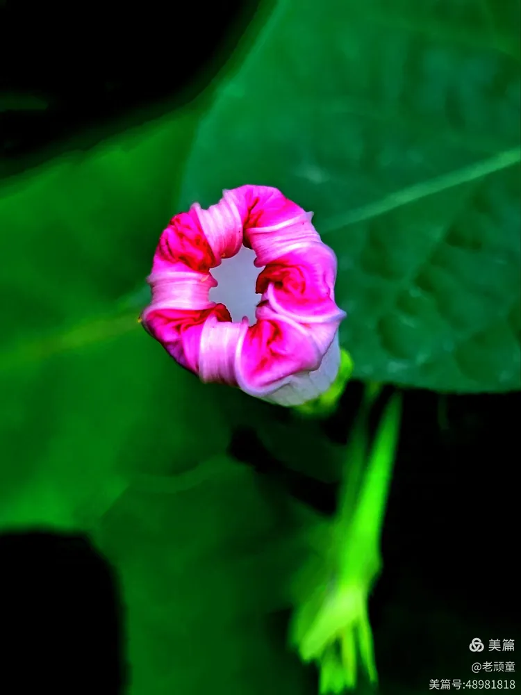 牵牛花的花苞,早上和上午开花,午后闭合凋谢,过程虽然很短暂,但花苞的